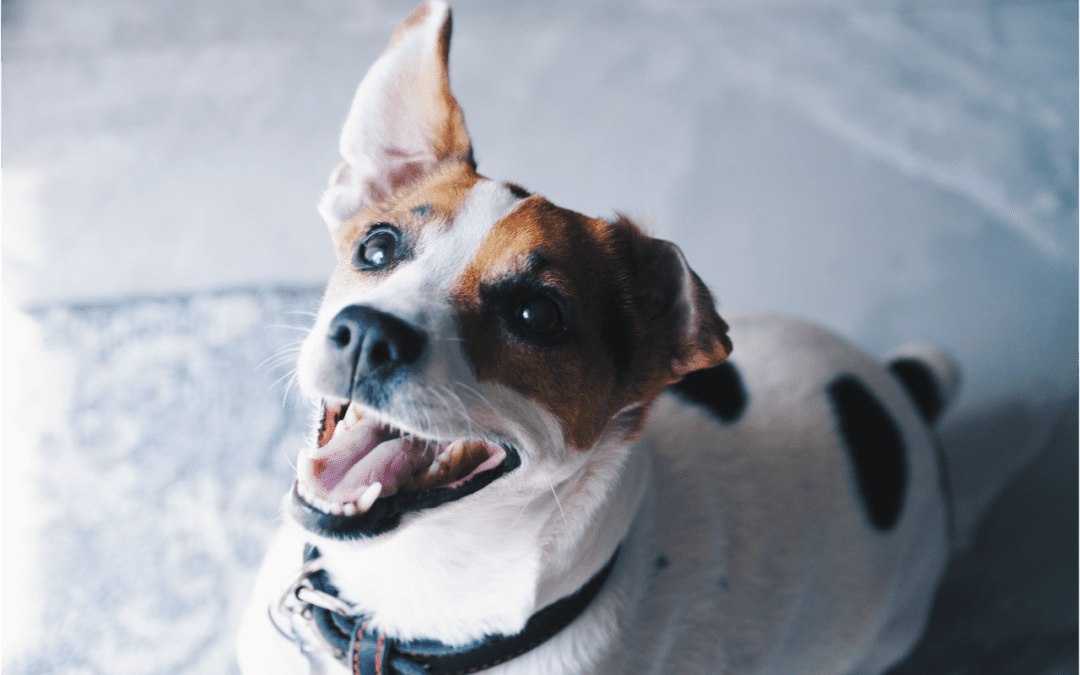 Why X-Rays Are Important for Your Pet’s Oral Health