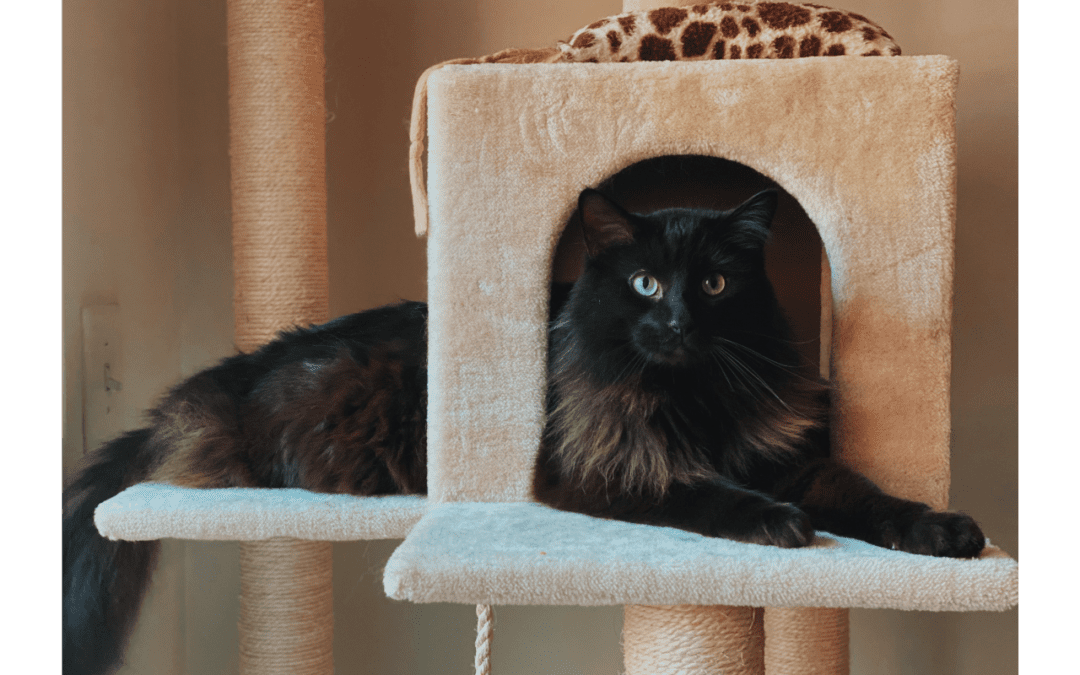 Learn About the Health Needs of Cats