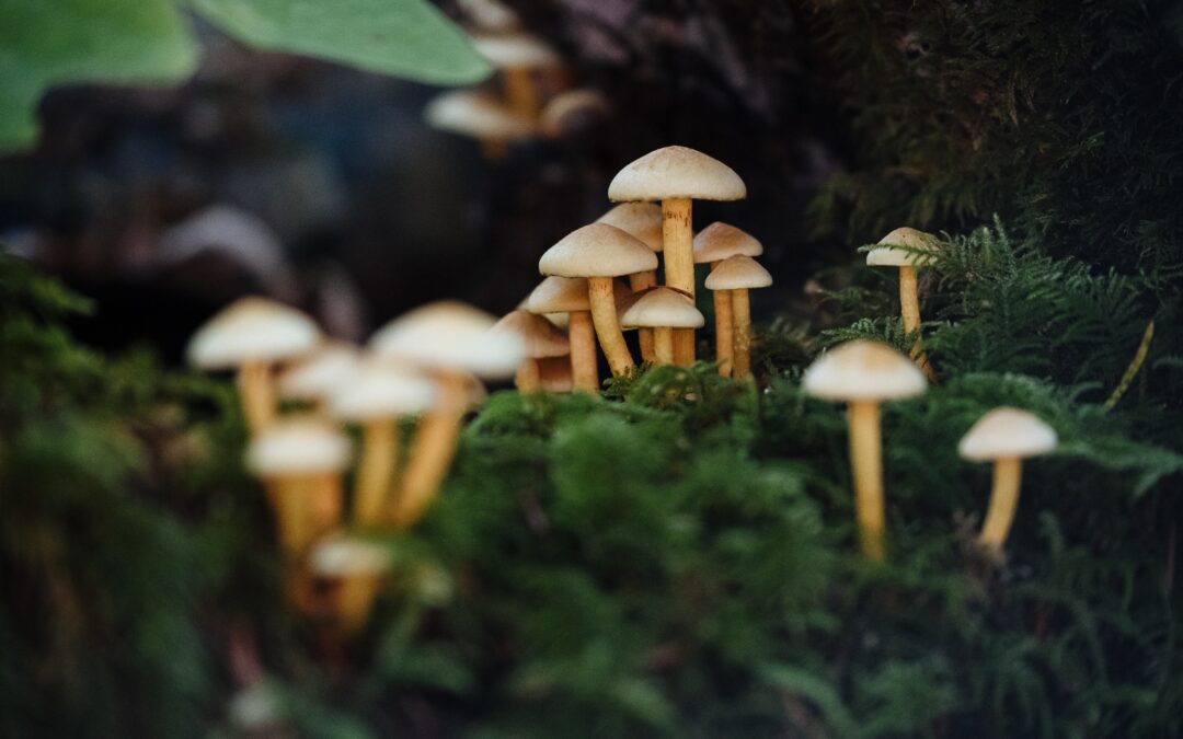 Bundle of mushrooms growing on some moss in a forest