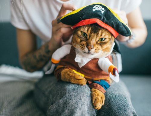 Avoid the Fright: Halloween Pet Safety Tips for a Fun and Safe Holiday