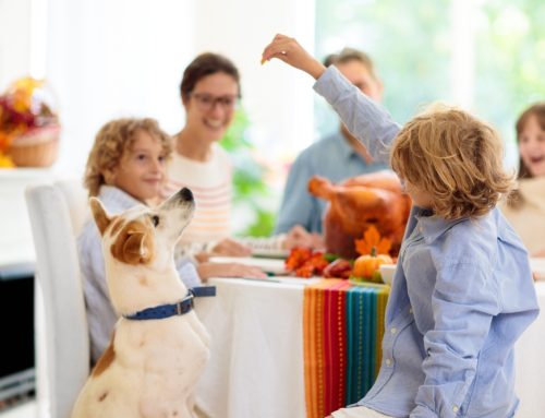 Ensuring Pet Safety During Thanksgiving: Essential Food Guidelines for Pet Owners