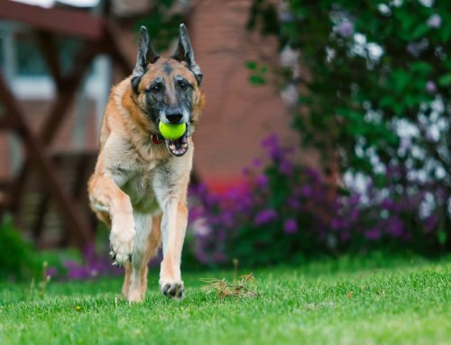 Helping Your Furry Friend Age Gracefully: What to Do When Your Pet Slows Down