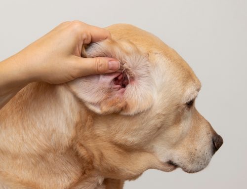 Understanding and Managing Allergies in Pets