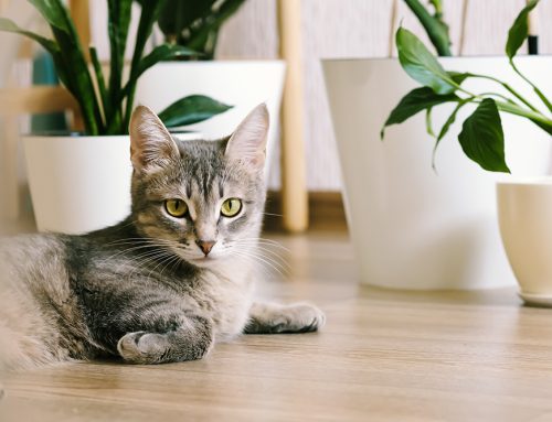 Embracing Feline Nature Indoors