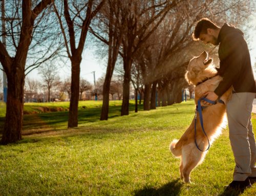 5 Tips to Keep Your Pet Healthy