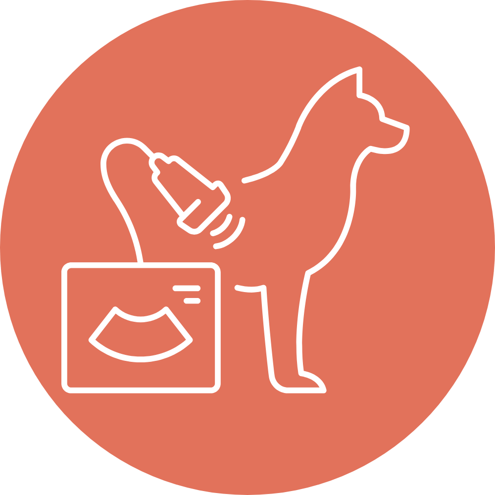 pet vaccination icon