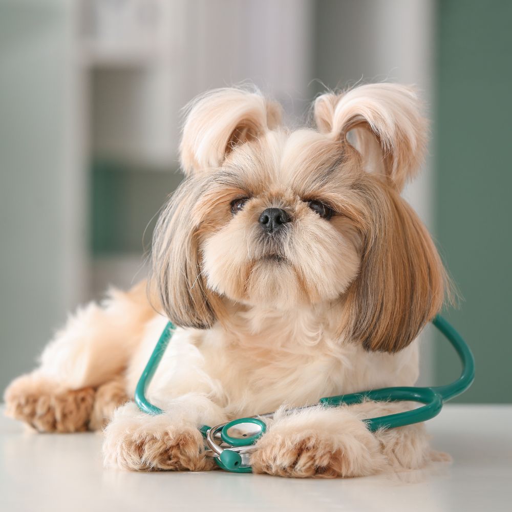 shi tzu puppy dog at the animal hospital