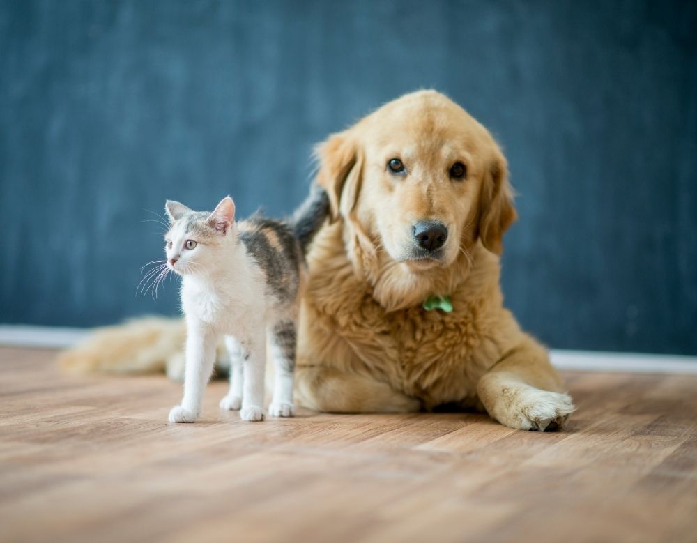 A dog & a cat sitting together
