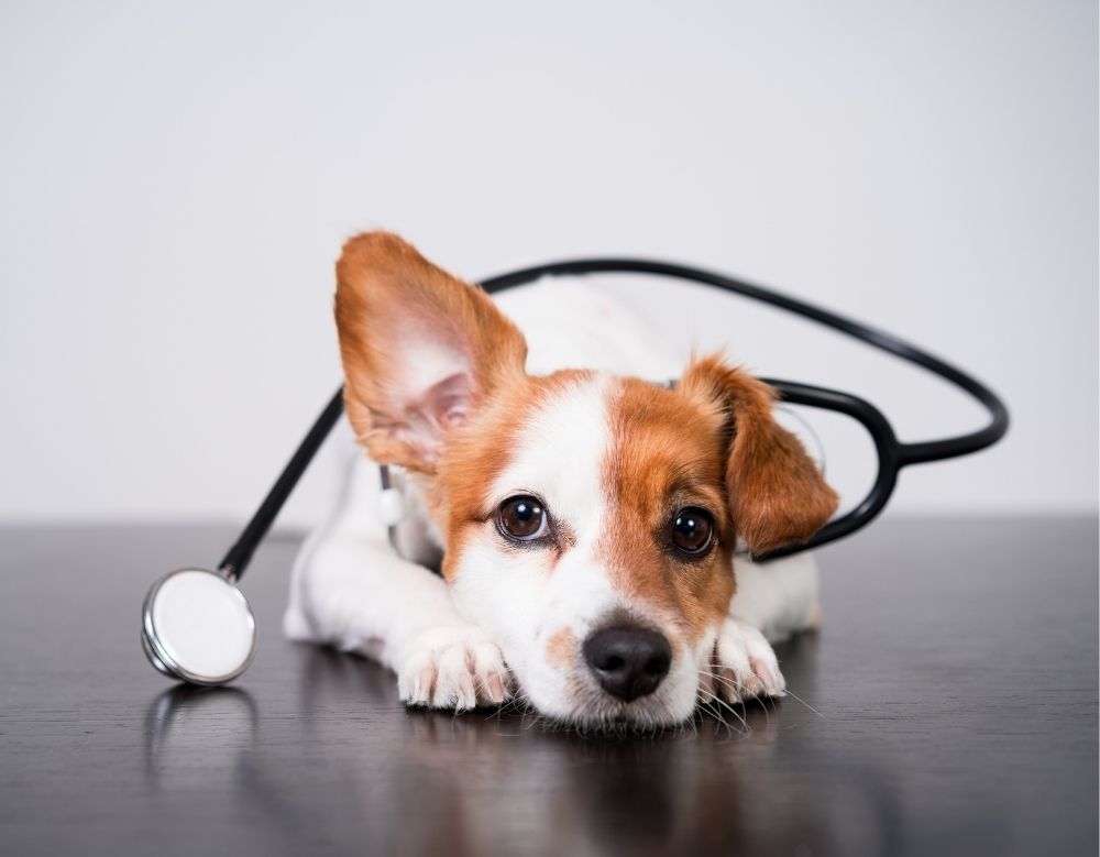 A dog wearing stethoscope