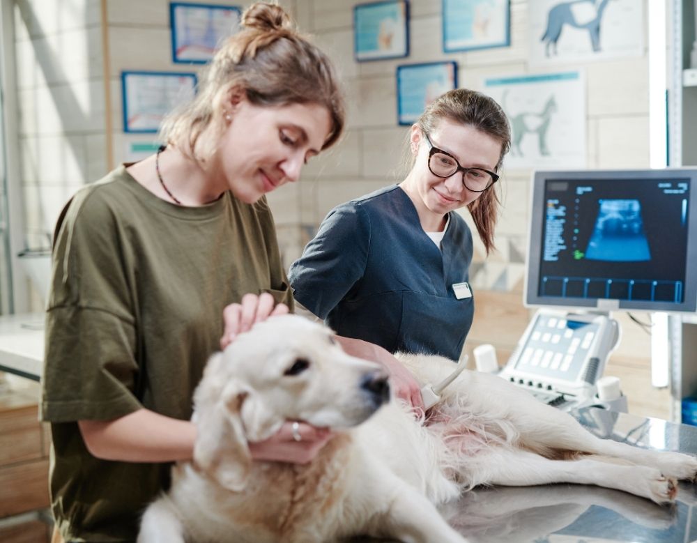 A female dog owner with her dog in clinic A female dog owner with her dog in clinic