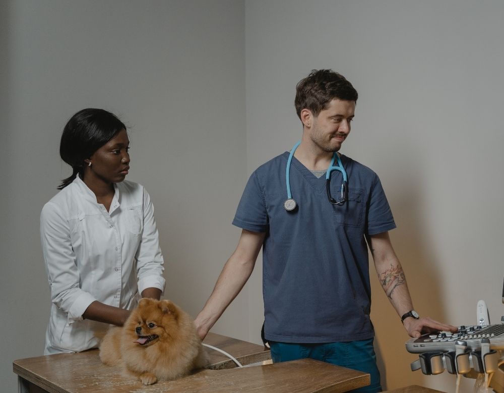 A girl and a veterinarian with a brown dog A girl and a veterinarian with a brown dog