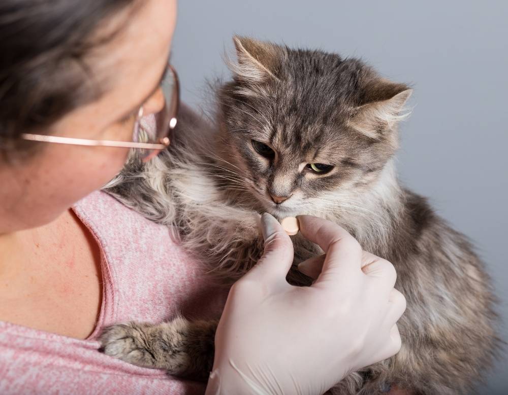 A girl giving medicine to a cat A girl giving medicine to a cat
