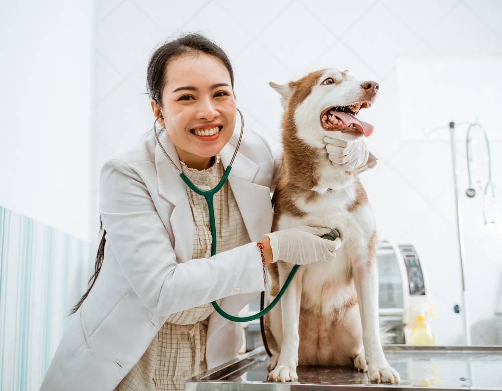 A vet examine a dog