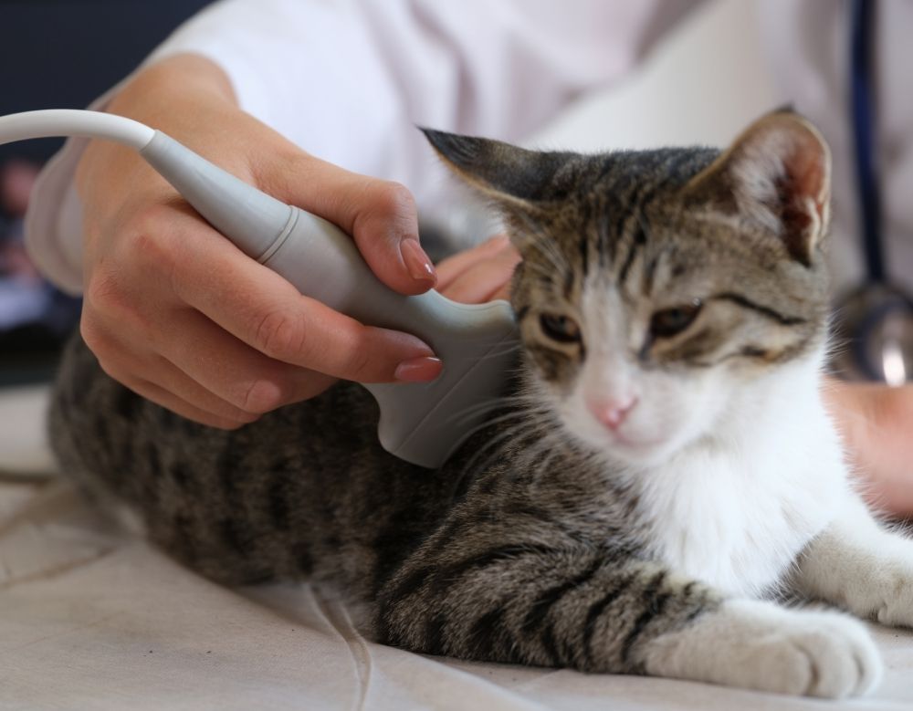 A veterinarian checking a cat with a tool A veterinarian checking a cat with a tool