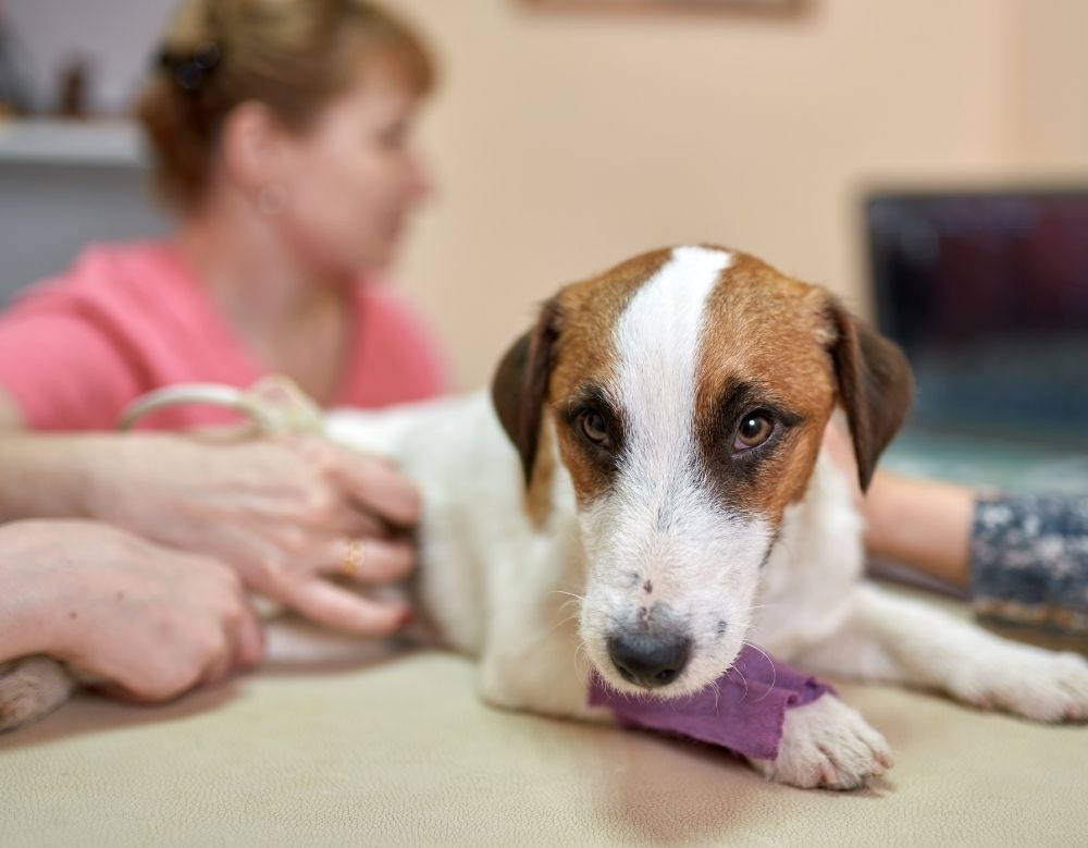 Brown & white dog sitting over table