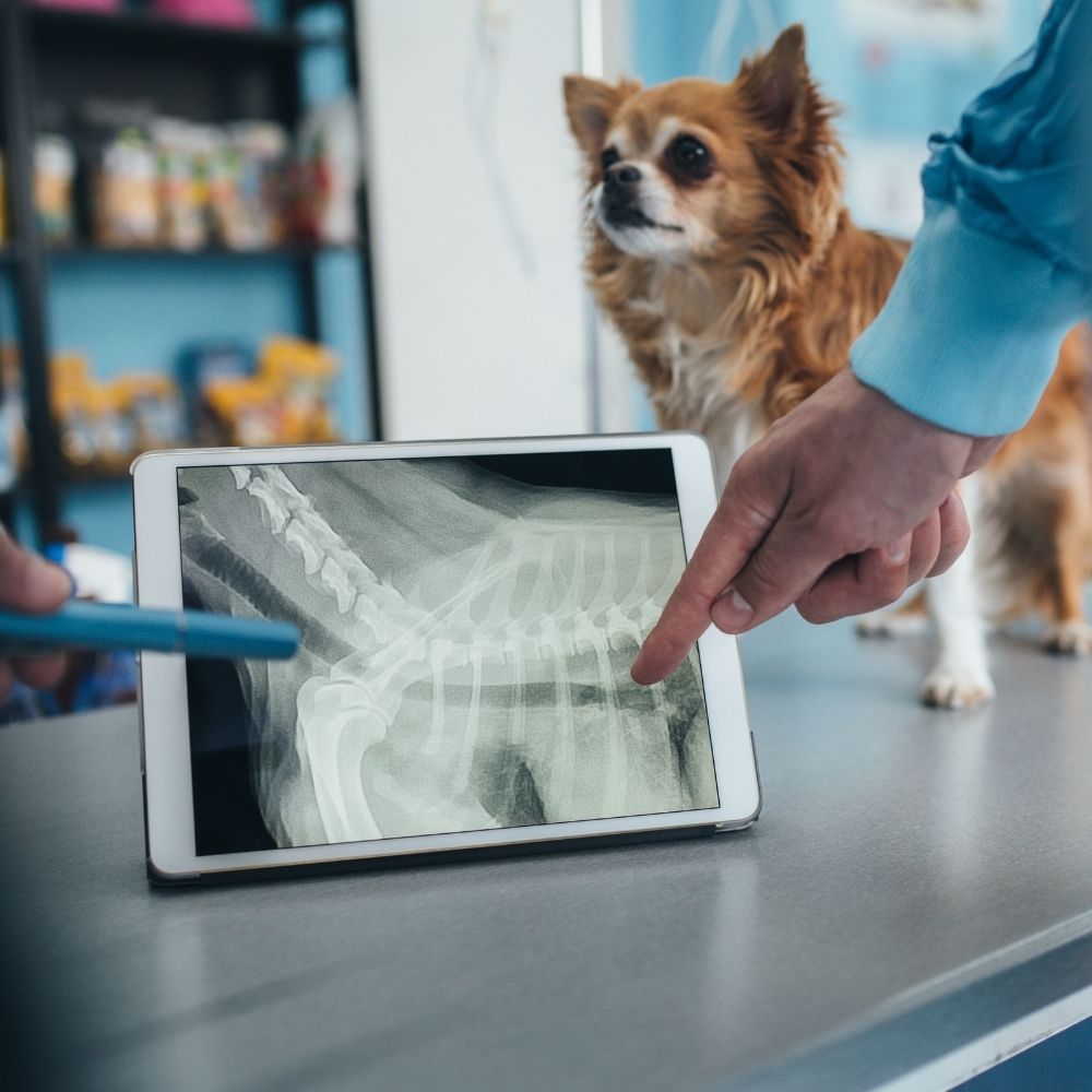 Dog x ray showing in tablet