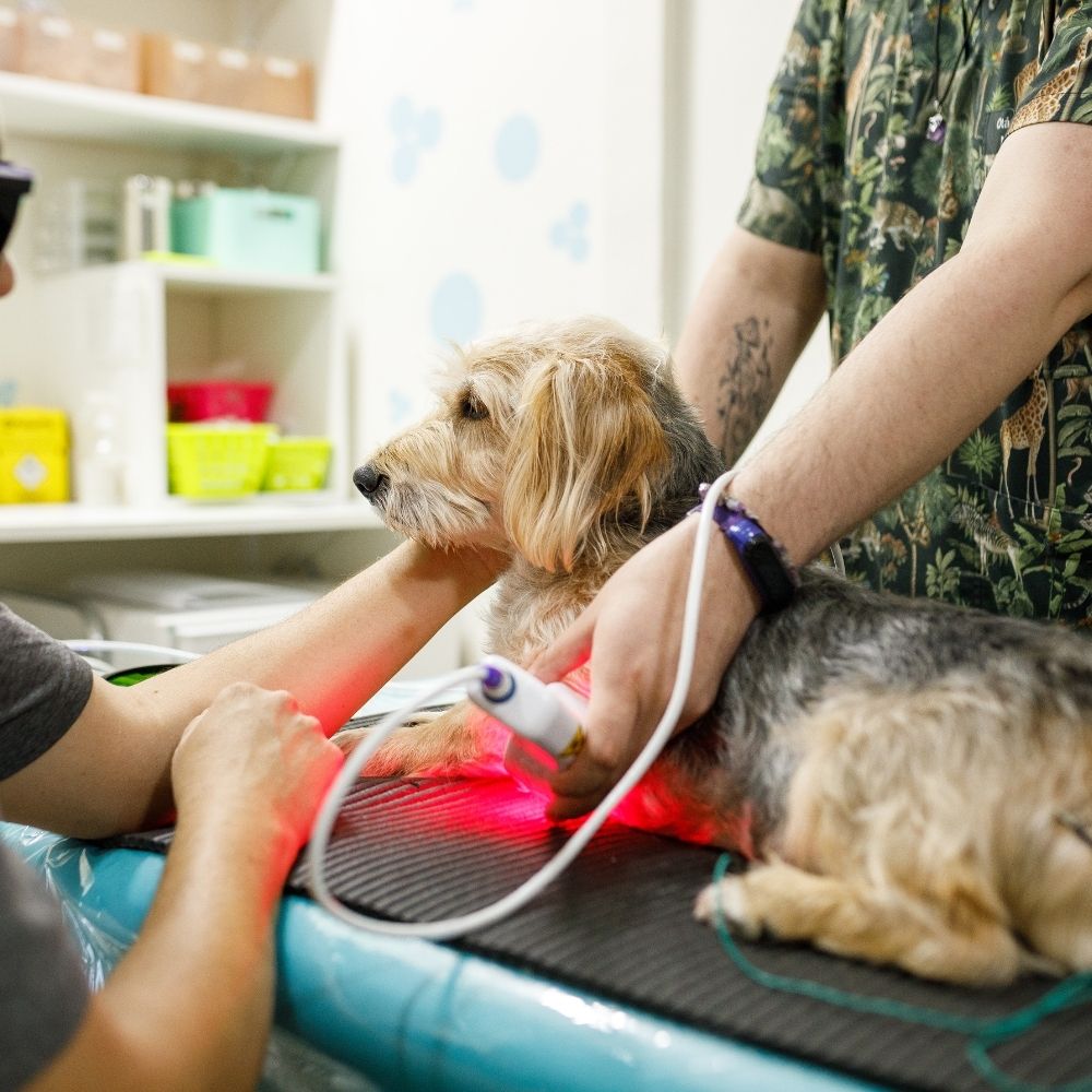 veterinarian doing laser therapy of a dog