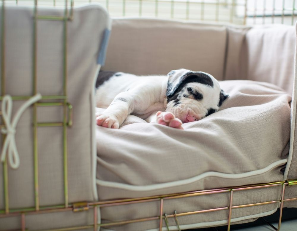 Spotted puppy sleeping in cushioned crate Spotted puppy sleeping in cushioned crate