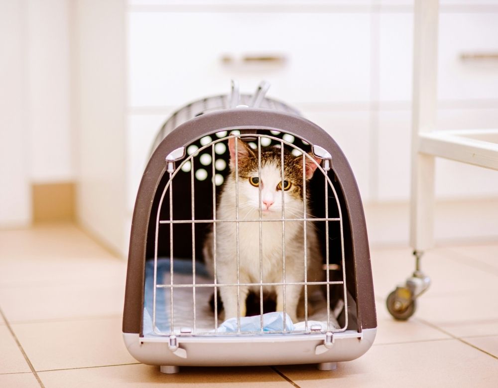 Tabby and white cat confined