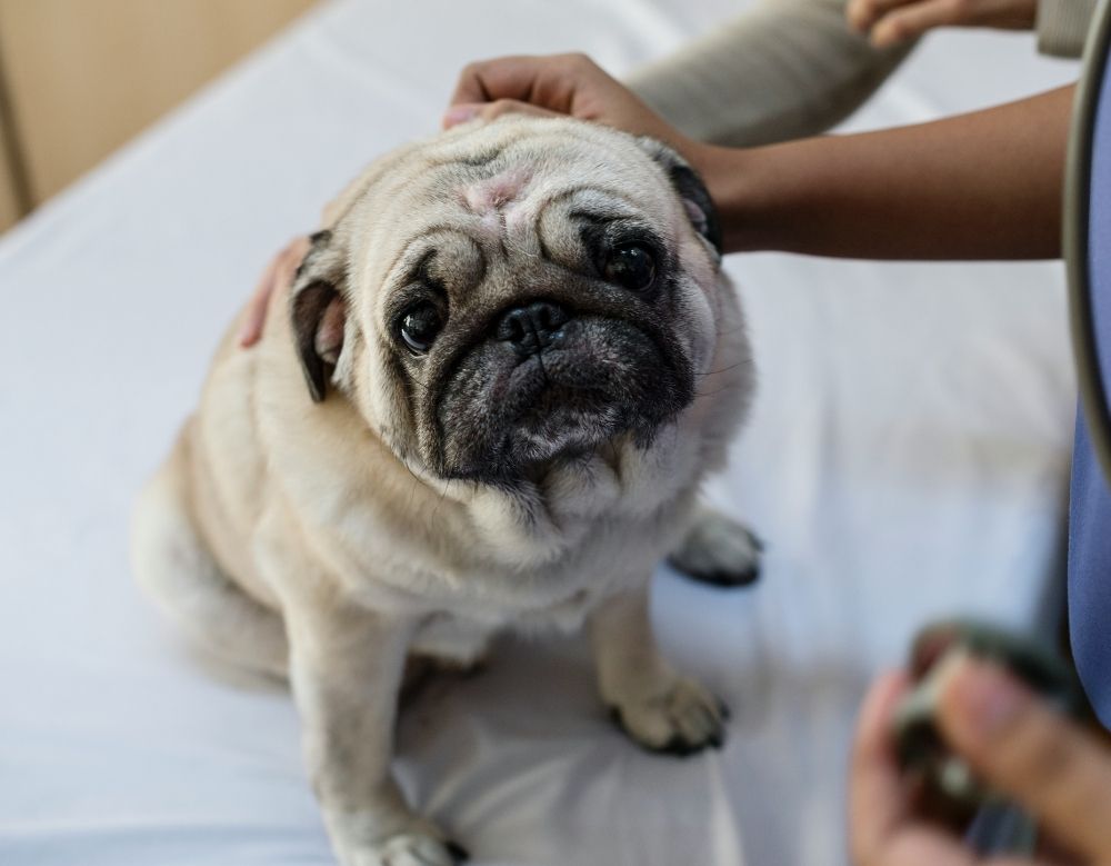 Vet examining a cute pug