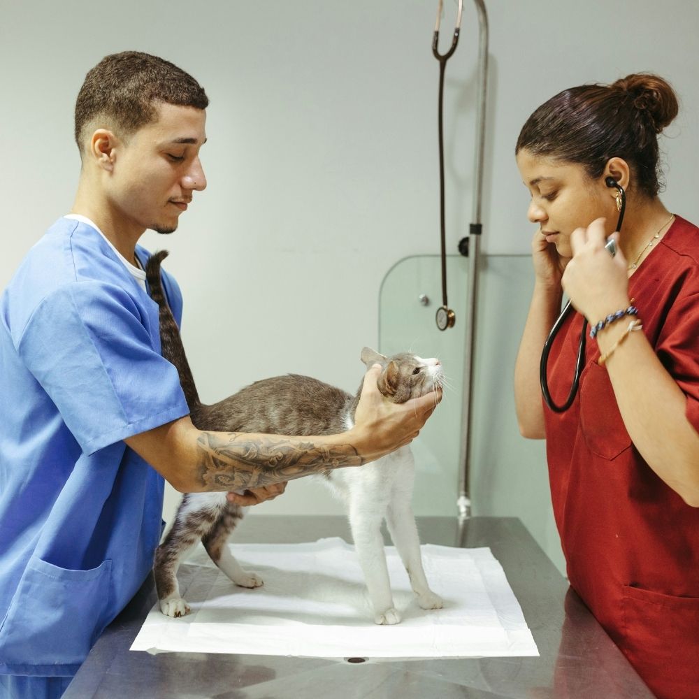 AAHA Accreditation Monte Vista Animal Hopsital aaha-accreditation-monte-vista-animal-hopsital