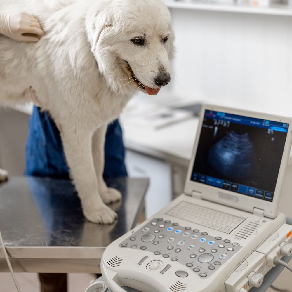 30 White dog front of a ultrasound machine