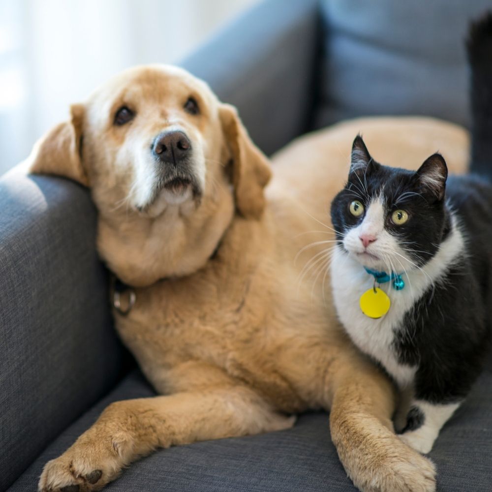 A golden-colored dog and a black-and-white cat sit closely together on a gray couch, both looking slightly upward. The cat wears a blue collar with a yellow tag.
