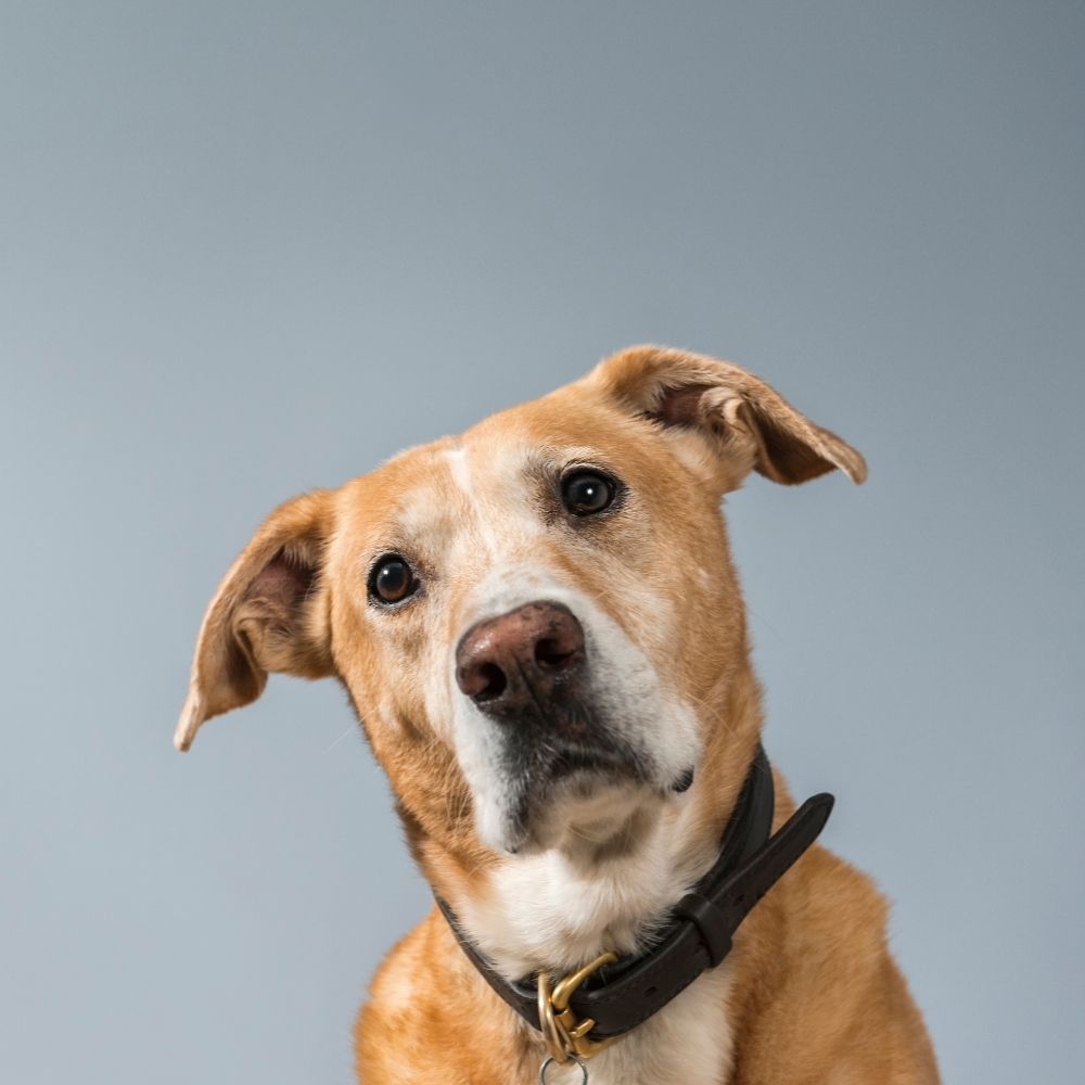 a dog looking innocent with black belt