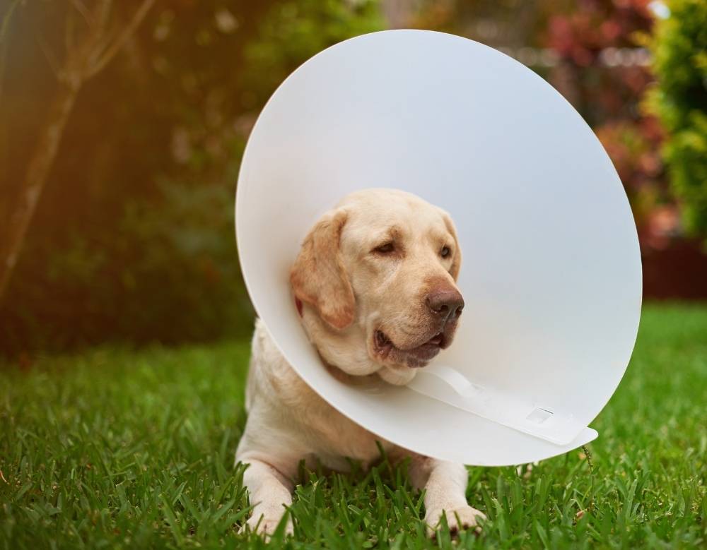 an injured dog with bandage in leg