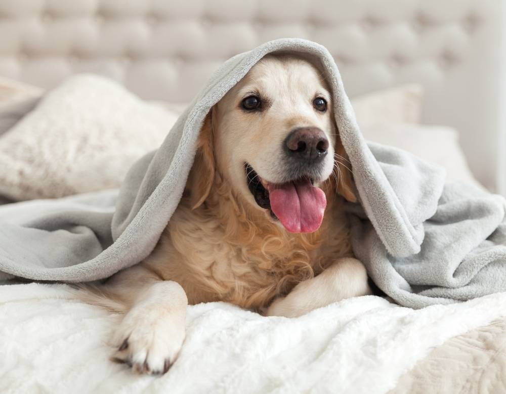 a dog wrapped with a blanket