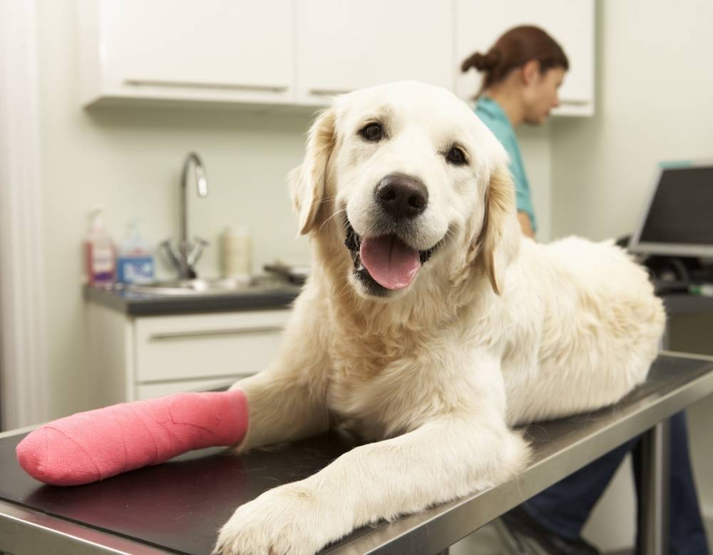 an injured dog with bandage in leg