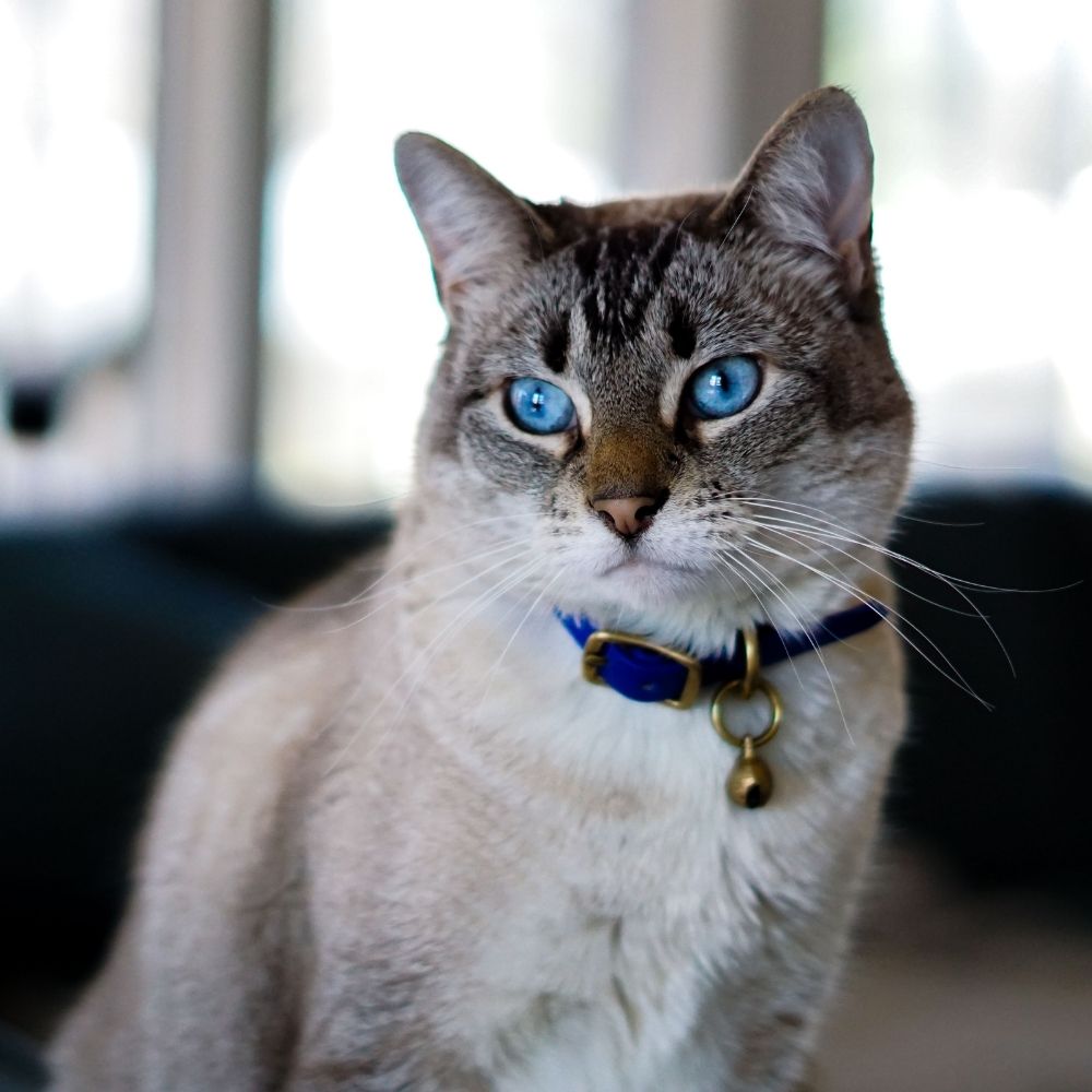 A light gray cat with striking blue eyes and a dark-striped face wears a blue collar with a bell, sitting indoors with a blurred background of windows and furniture.