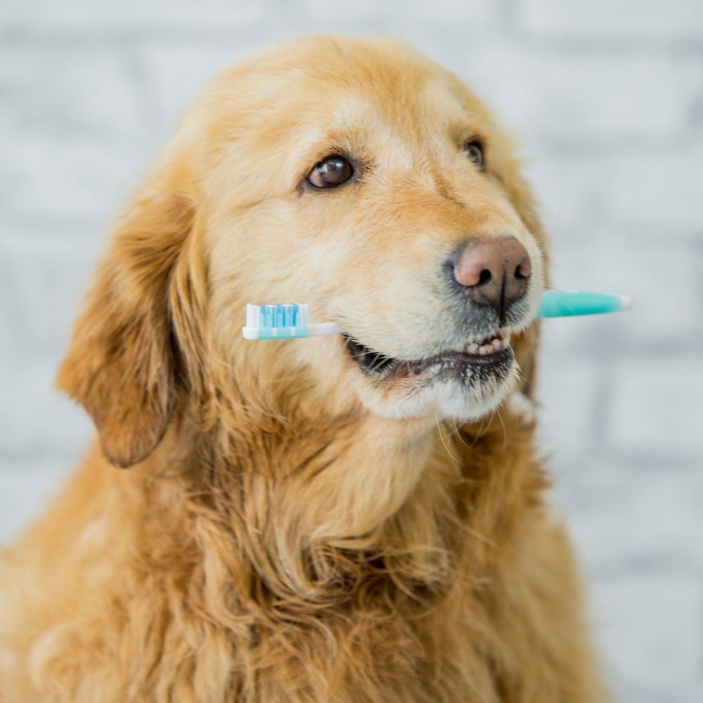golden dog holding toothbrush