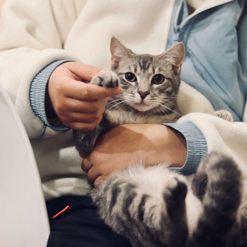 someone holding cat