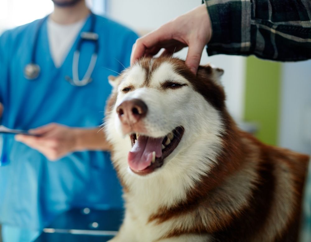 someone petting a dog