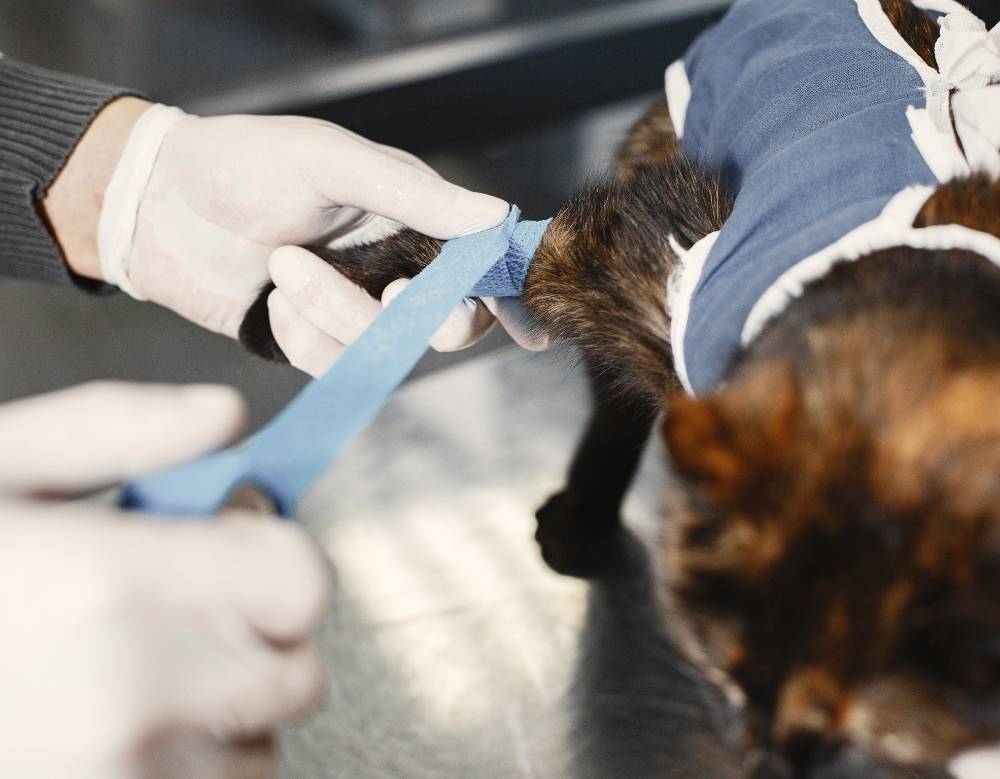 vet doing bandage to a dog's leg vet doing bandage to a dog's leg