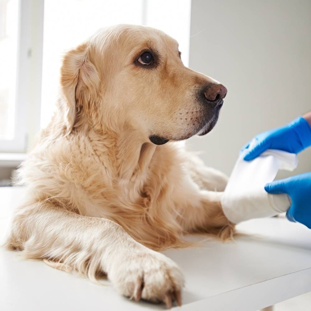 vet wrapping bandage to a dog's leg