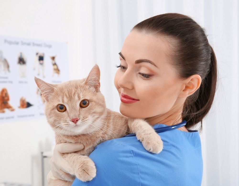 veterinarian girl holding a cat