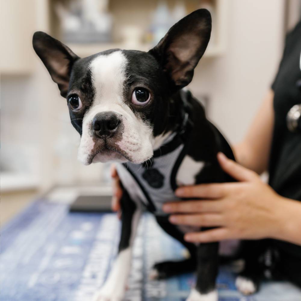 Close-up of a vet in black scrubs holding a Boston Terrier on an exam table