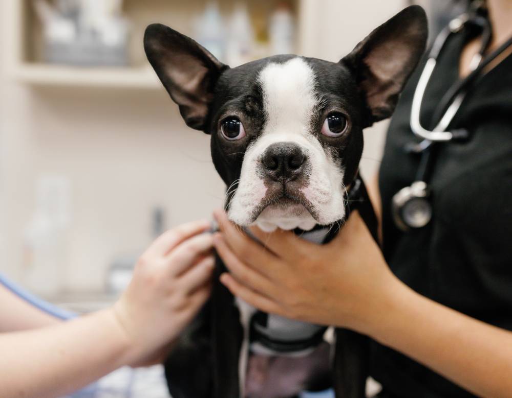 Close-up of a vet in black scrubs holding a Boston Terrier's face