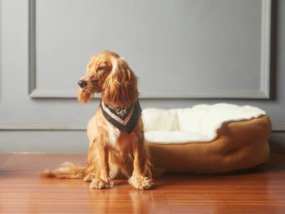 Spaniel dog with bandana indoors