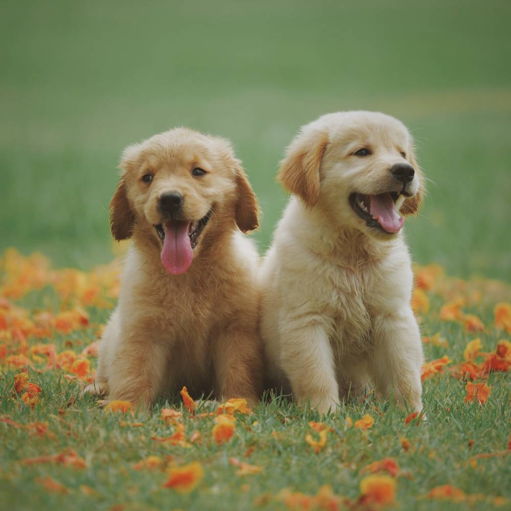 Two golden retriever puppies outdoors