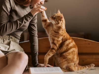 Woman high-fiving orange tabby cat