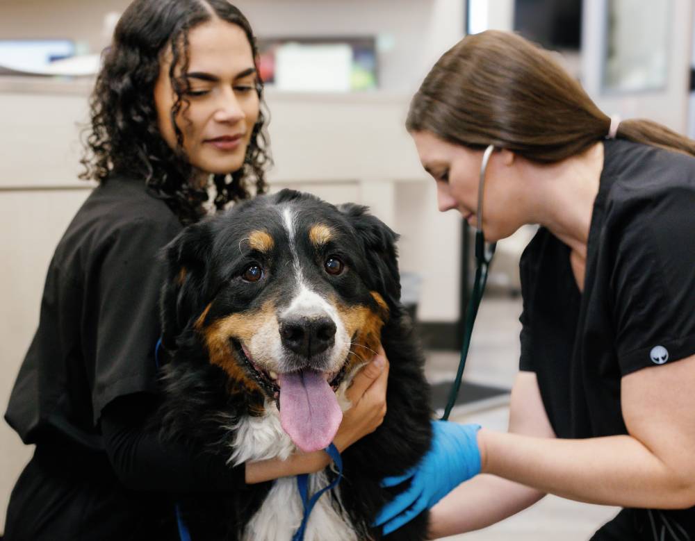 two vet staff treating a dog