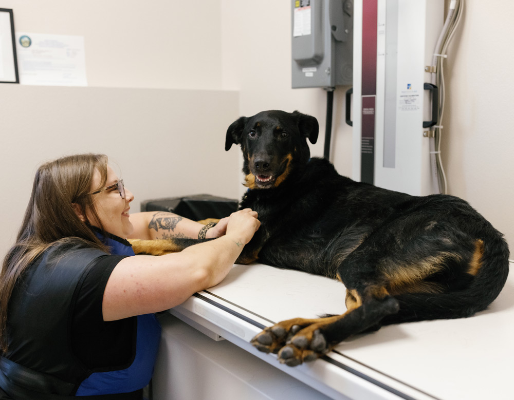 Book Vet Appointment In West Reno NV Monte Vista Animal Hopsital book-vet-appointment-in-west-reno-nv-monte-vista-animal-hopsital