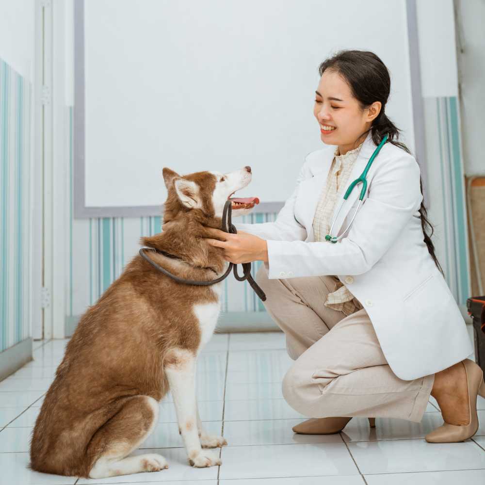 30 a doctor in a white coat is petting a dog