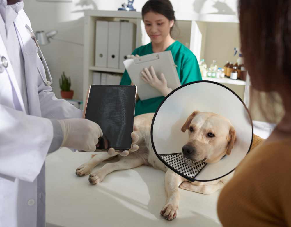 a dog with a cone on its head is being examined by a vet