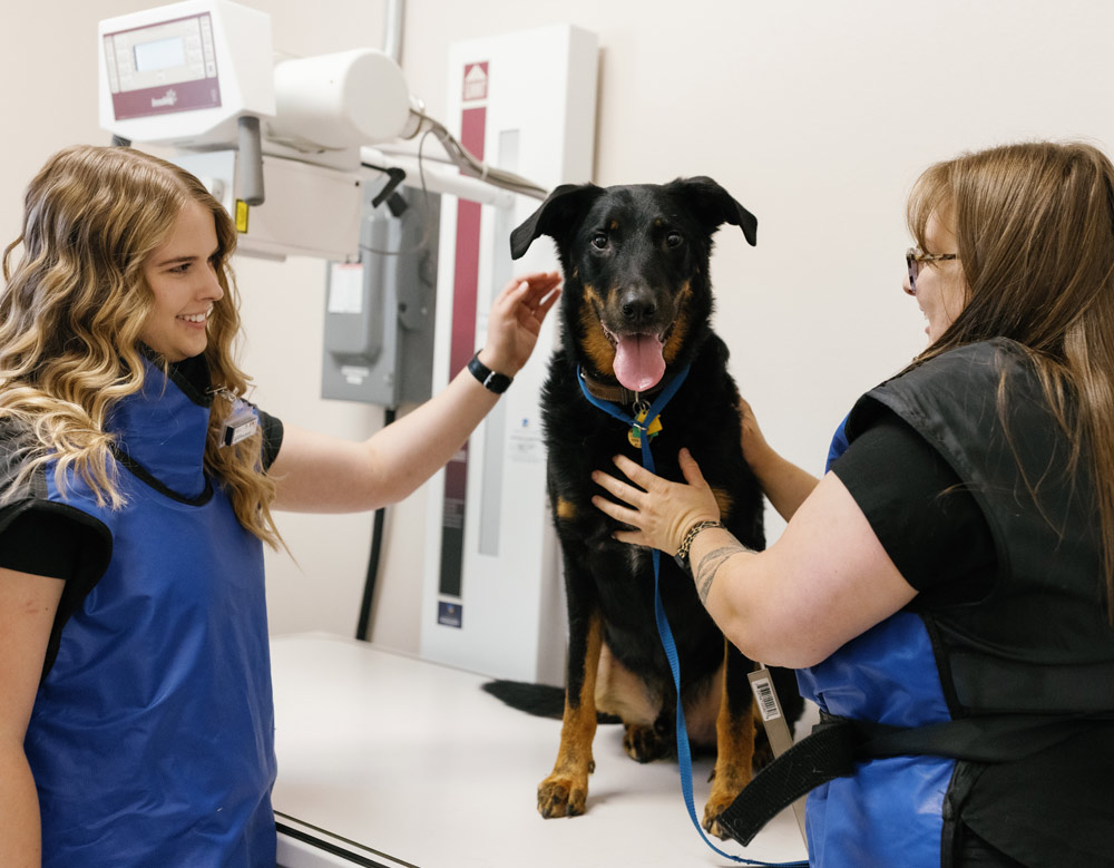 two doctors with happpy pet