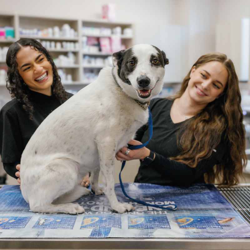 two doctor standing in front of a dog in a veterinary office