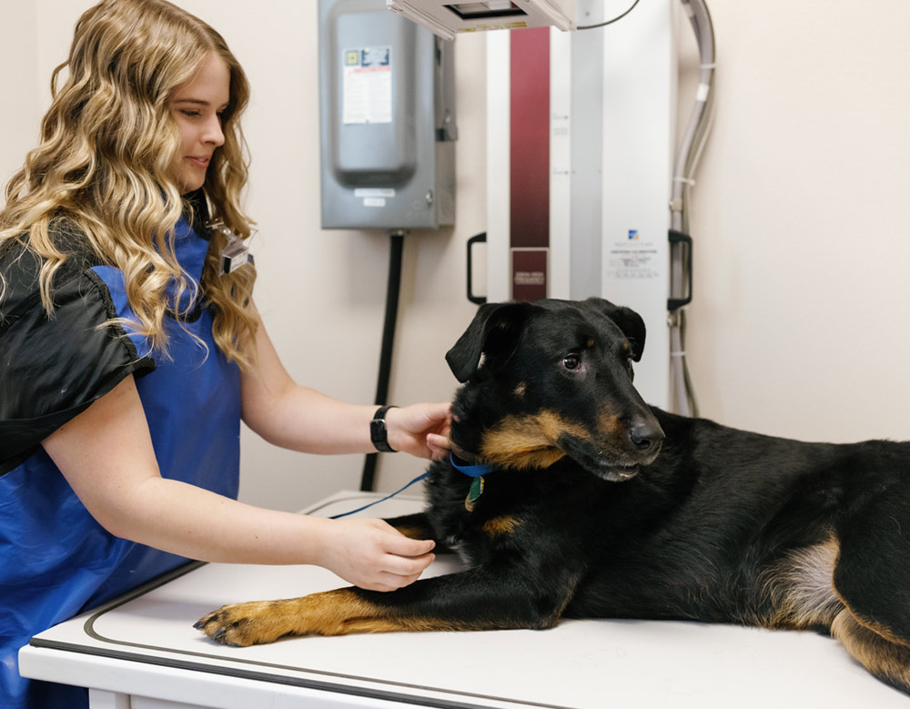 health checkup of a pet health checkup of a pet